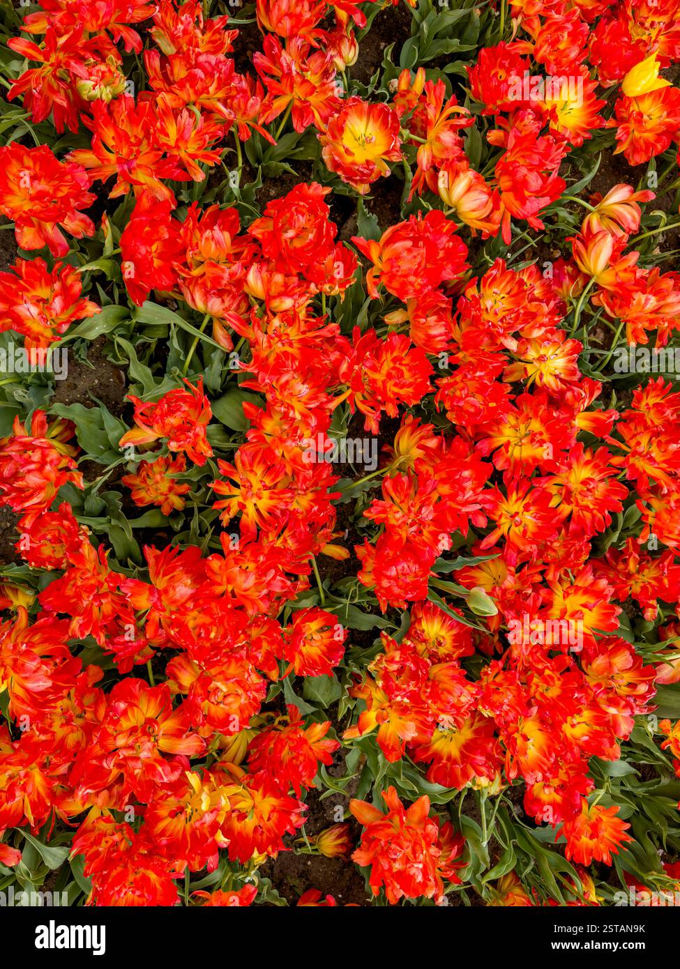 Plant view of orange tulips growing in a UK garden Stock Photo