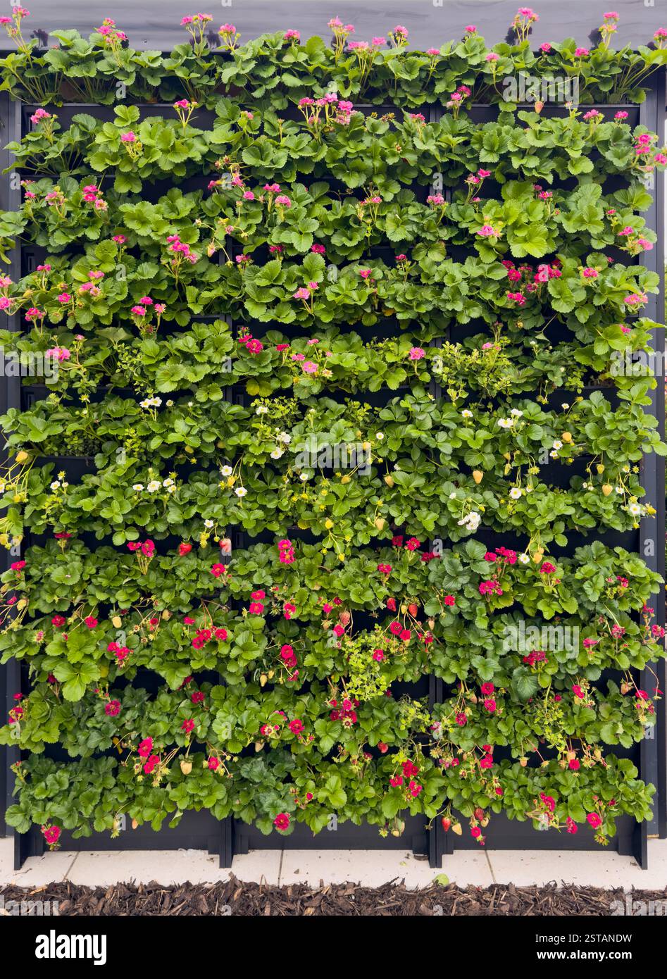 Strawberry plants thriving in a vertical garden on a wall in the UK ...