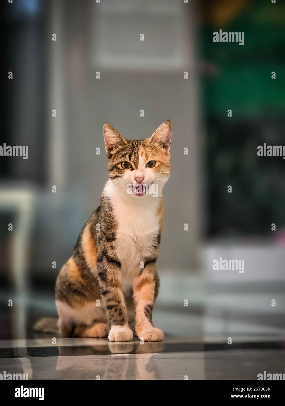 BEAUTIFUL CAT. CALICO CAT . - Smartphone Captured Stock Image