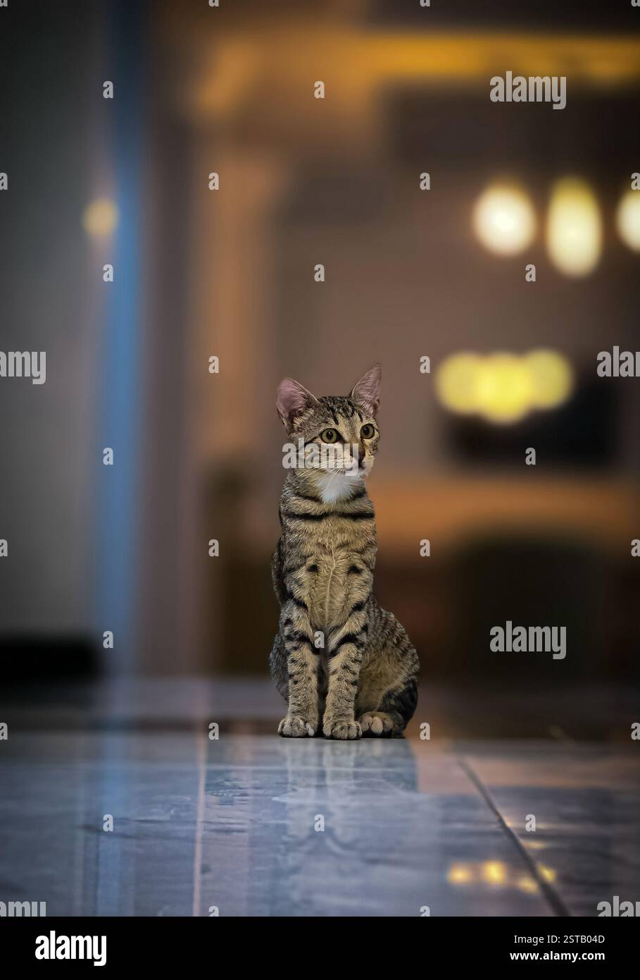 BEAUTIFUL CAT. DOMESTIC CUTE KITTEN. - Smartphone Captured Stock Image