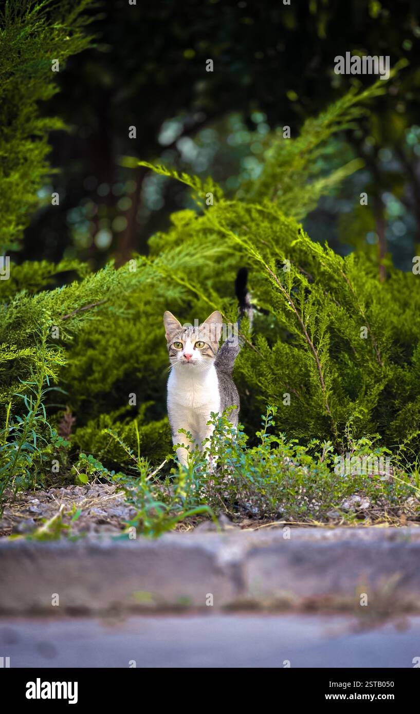 BEAUTIFUL CAT. DOMESTIC CUTE KITTEN. - Smartphone Captured Stock Image