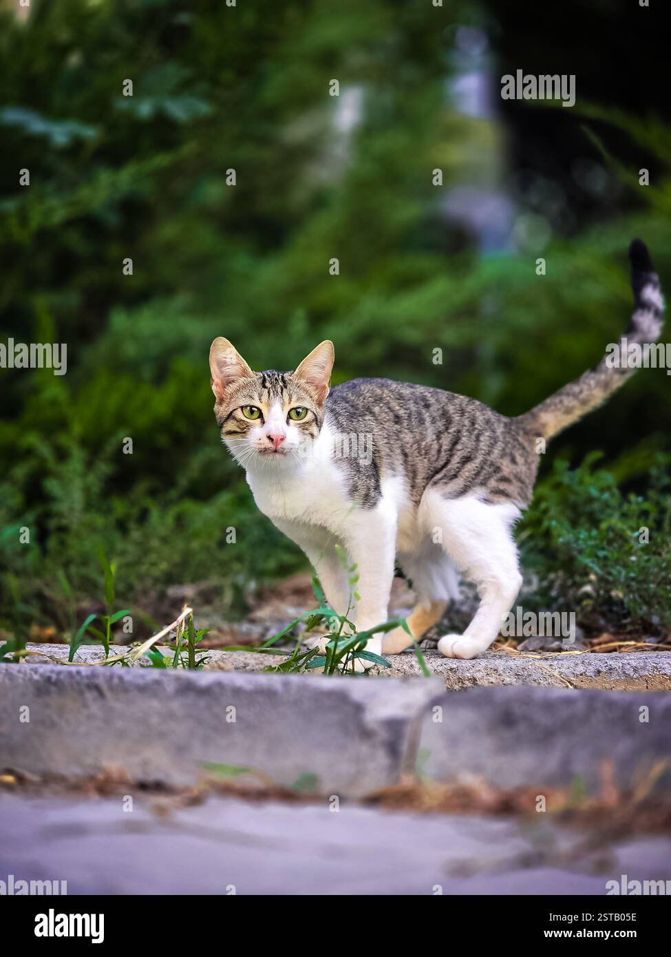 BEAUTIFUL CAT. DOMESTIC CUTE KITTEN. - Smartphone Captured Stock Image