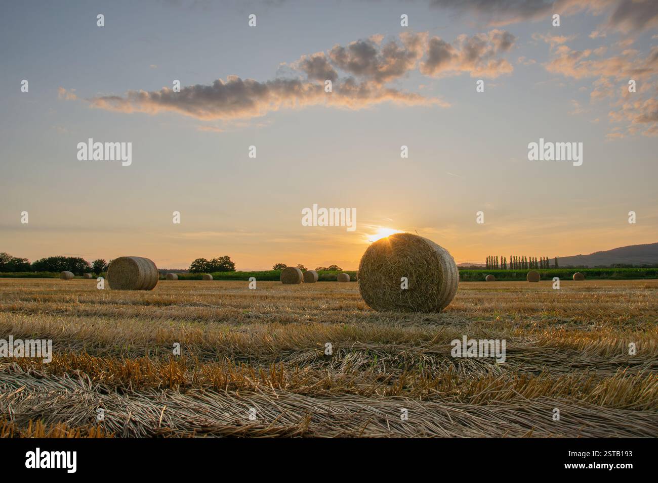 Straw bales in the field after harvest at sunset with beautiful evening ...