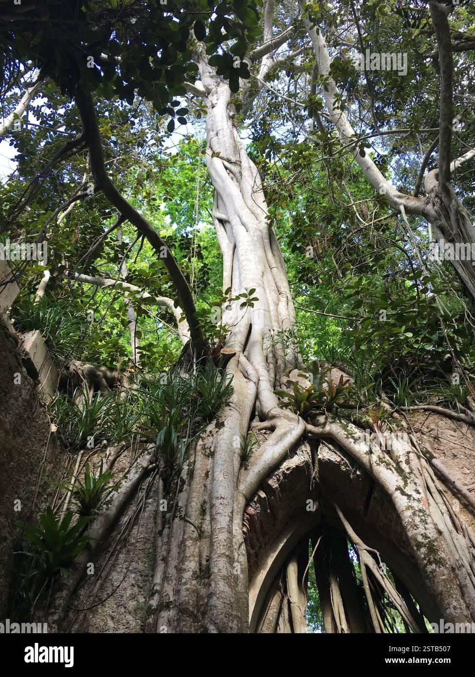 Crumbling Tree Tree roots engulfing a crumbling archway, Sintra,Portugal. Nature ...