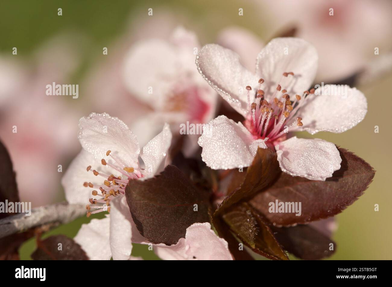 Early Spring Pink Tree Blossoms Stock Photo - Alamy