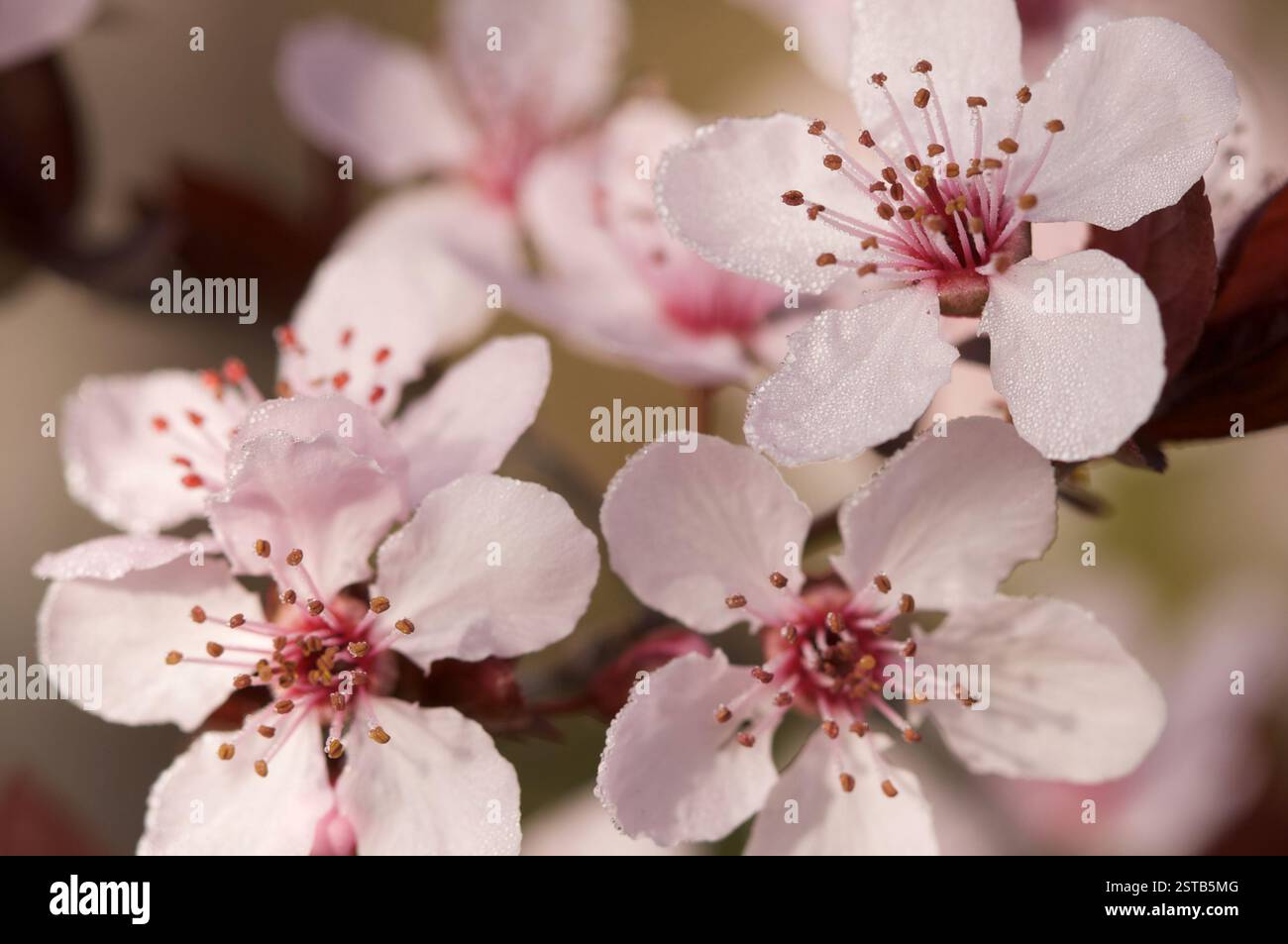 Early Spring Pink Tree Blossoms Stock Photo - Alamy