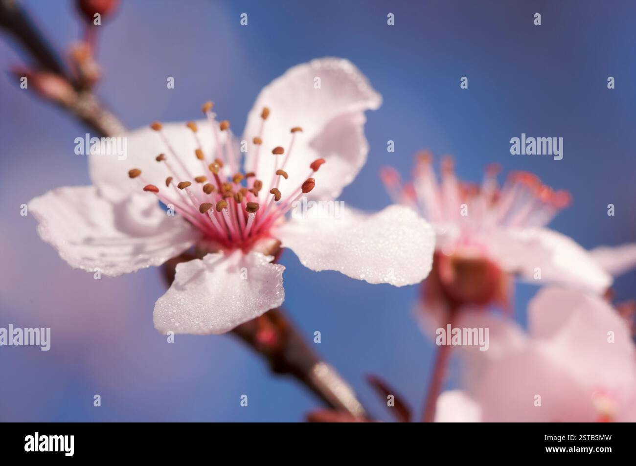 Early Spring Pink Tree Blossoms Stock Photo - Alamy