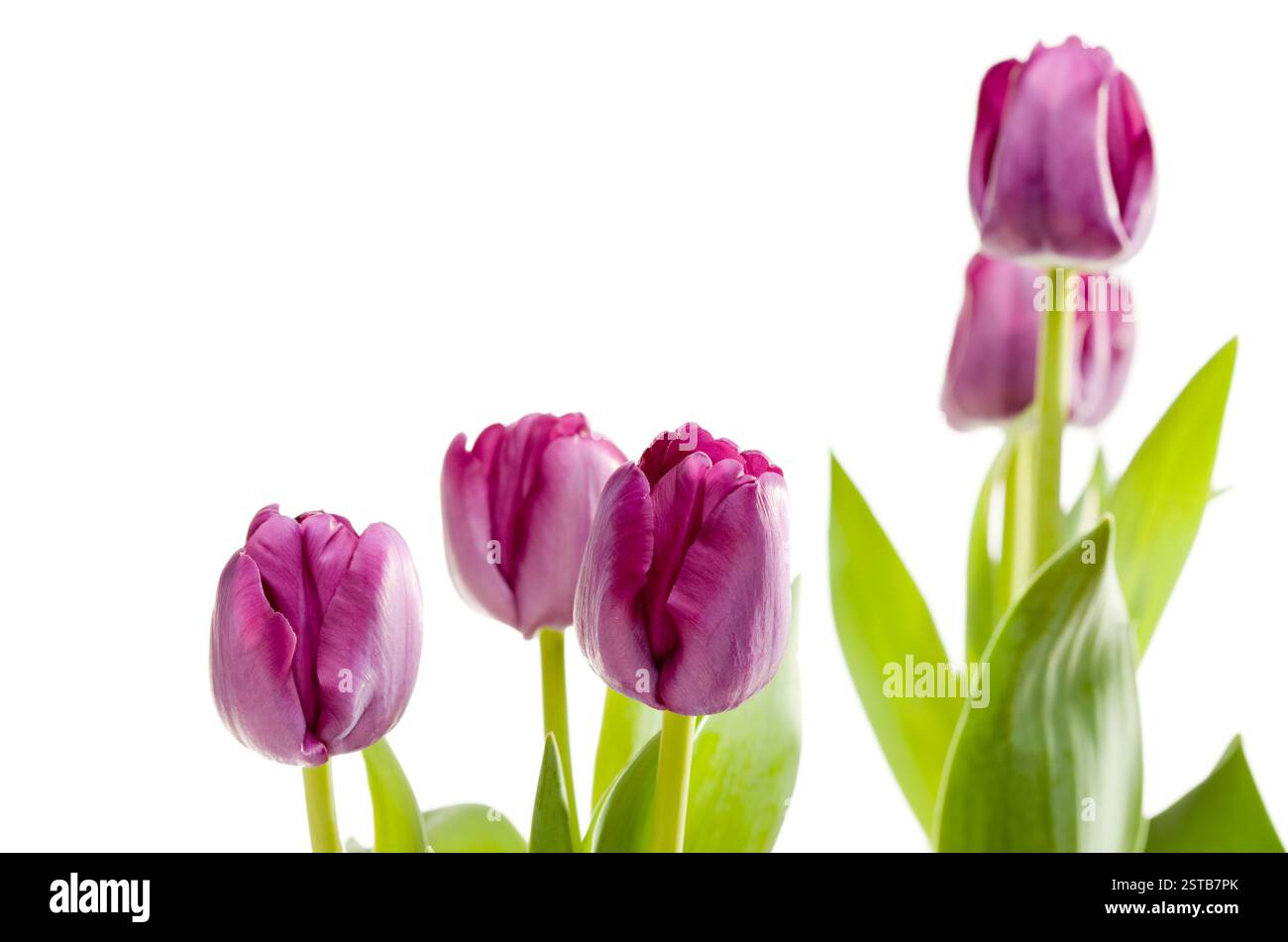 Deep purple set hi-res stock photography and images - Alamy