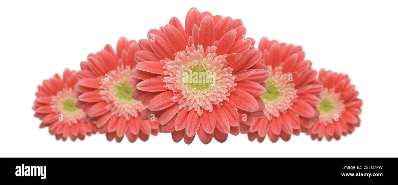 Gerber Daisy Row Stock Photo - Alamy