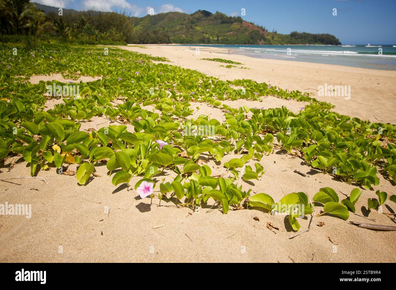 Flowers on the Bay Shoreline Stock Photo