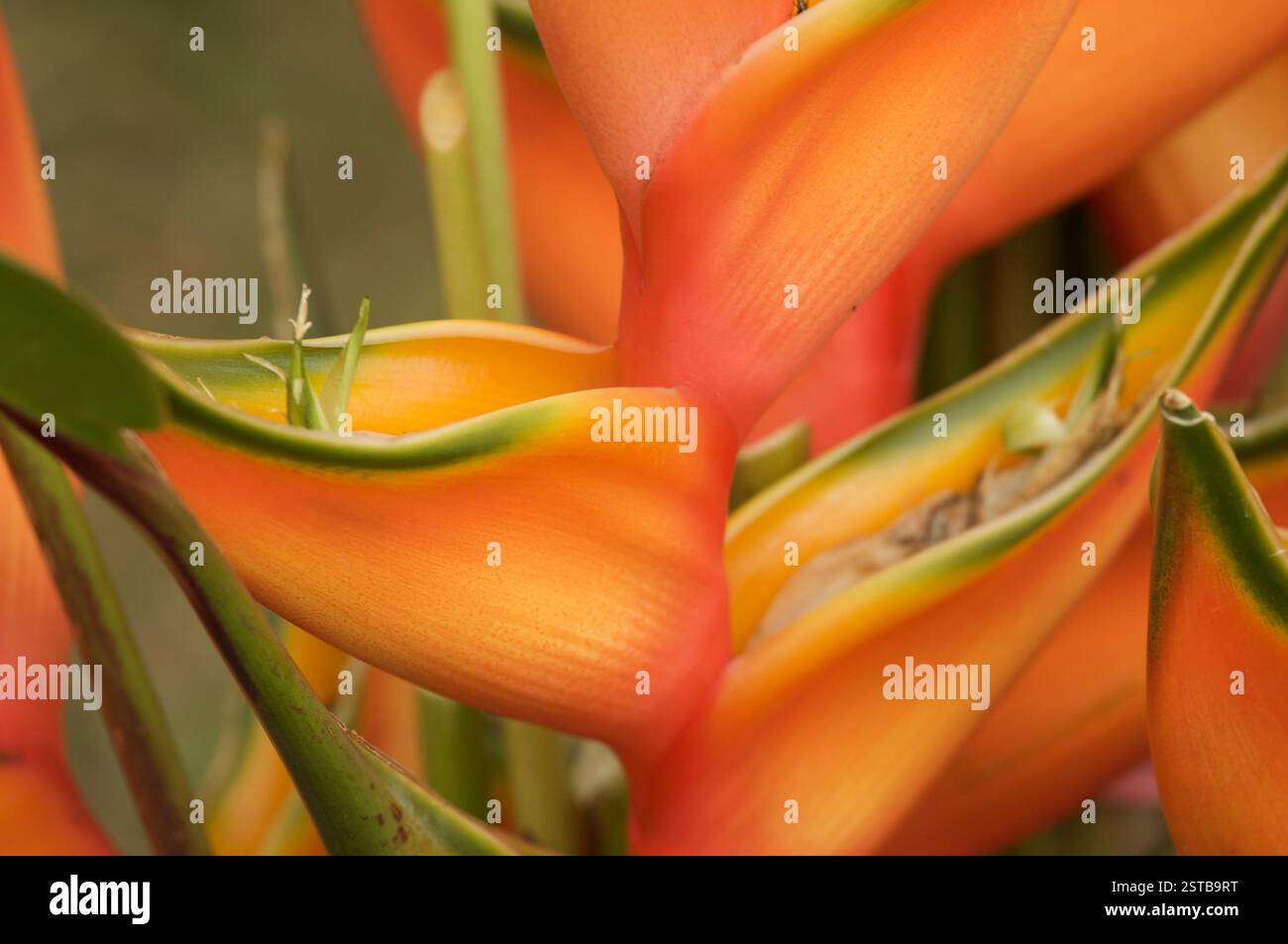 Hawaiian exotic flower hi-res stock photography and images - Alamy