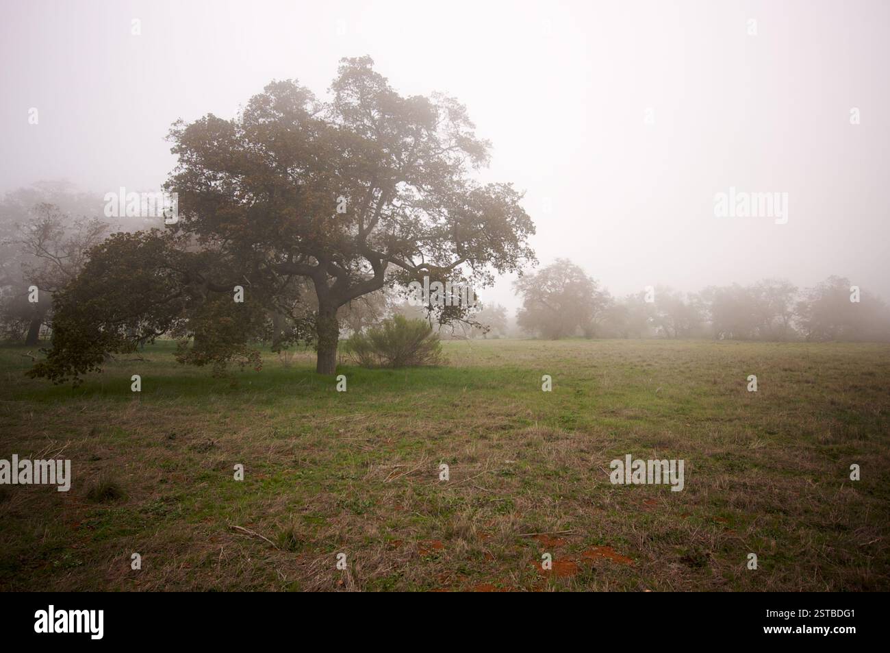 Oak trees in countryside hi-res stock photography and images - Alamy