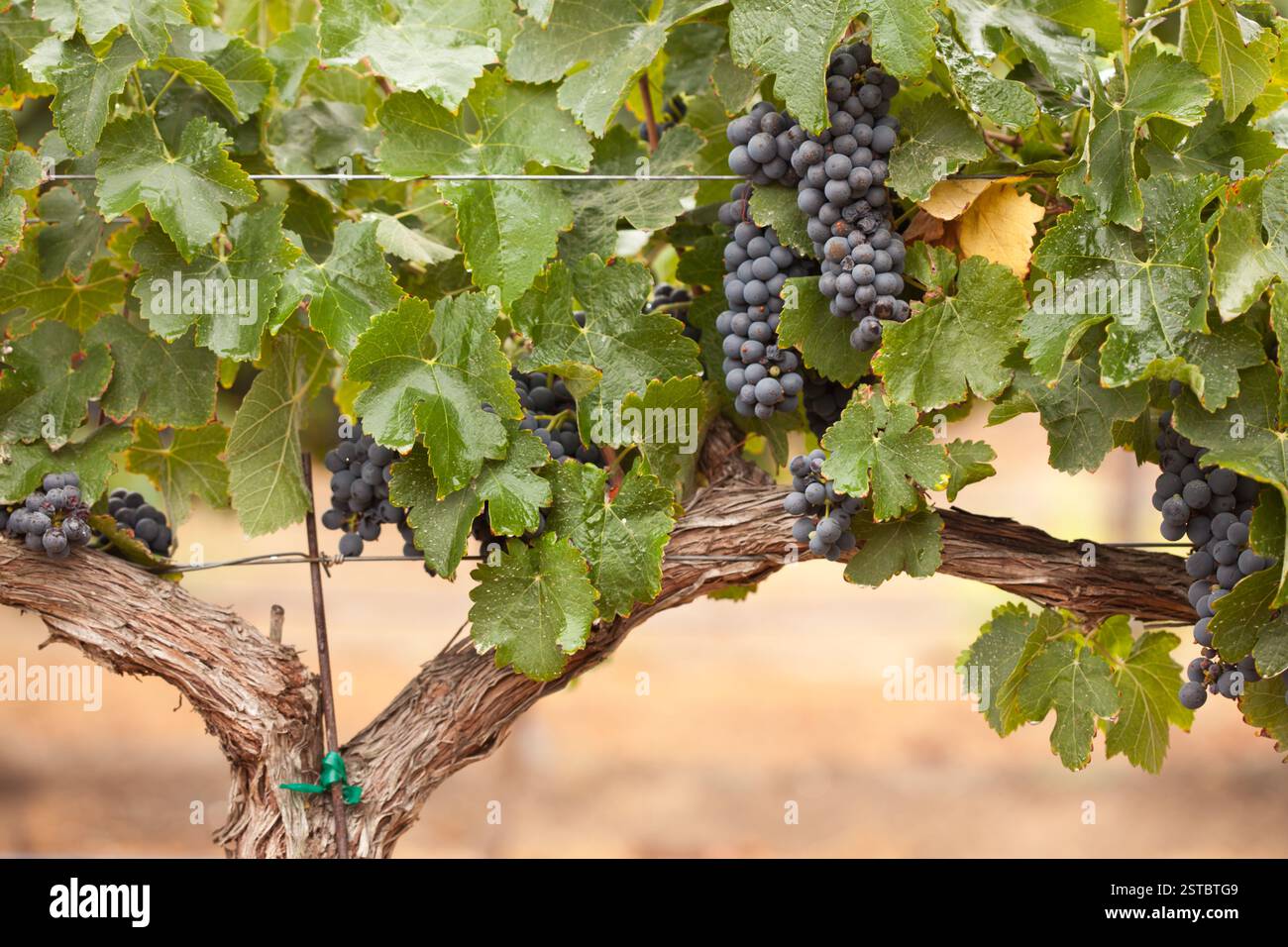 Lushi Ripi Vineyard lush ripe wine hi-res stock photography and images - Alamy