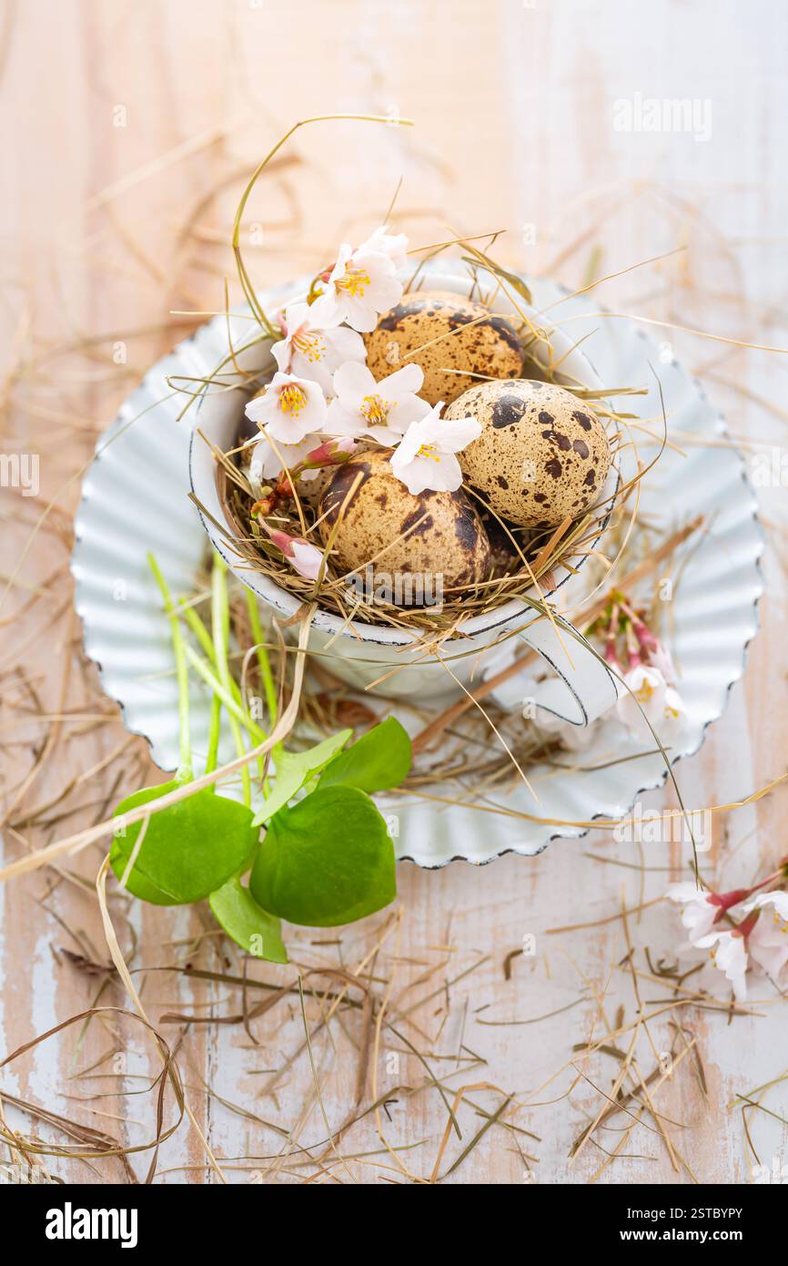 Fresh quail eggs in a cup, Easter decoration on kitchen table Stock Photo