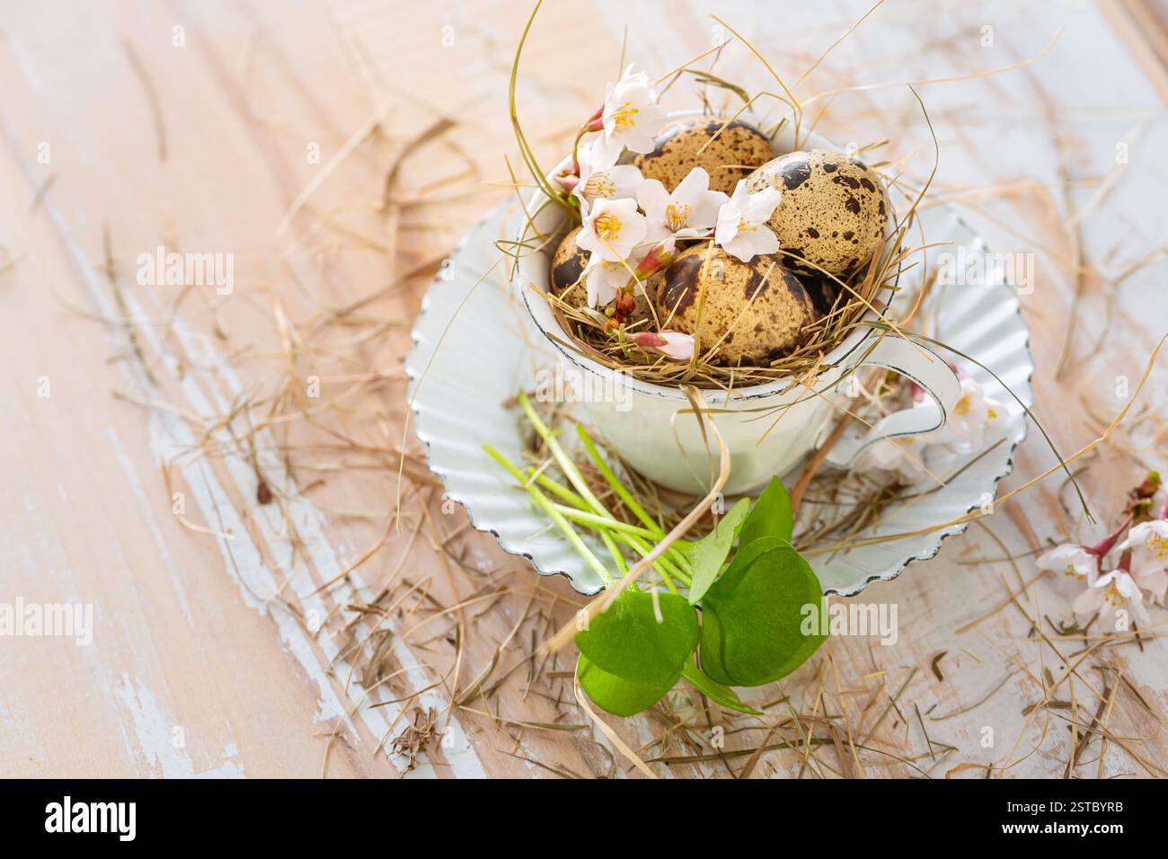 Fresh quail eggs in a cup, Easter decoration on kitchen table Stock Photo