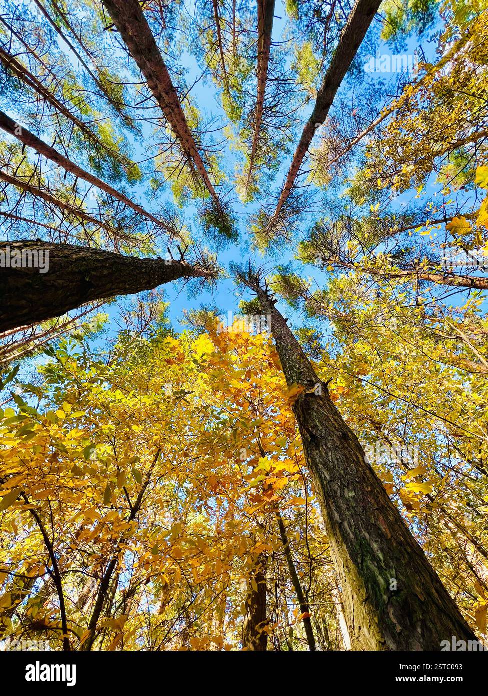 Slender leaves hi-res stock photography and images - Alamy
