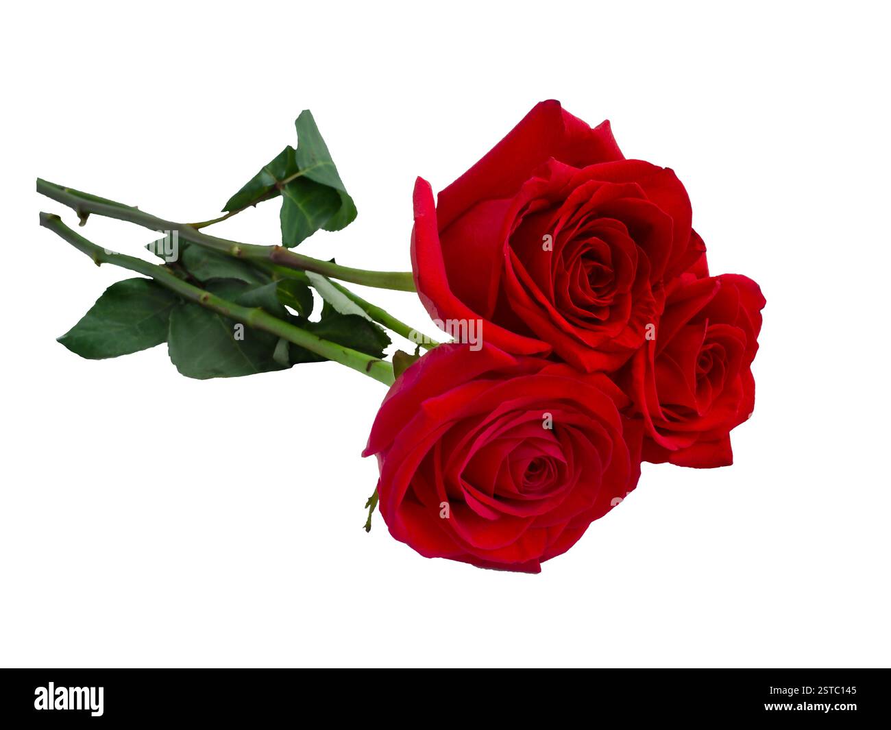 Matric Red Roses Three dark red roses on white background. Detail for creating a collage ...