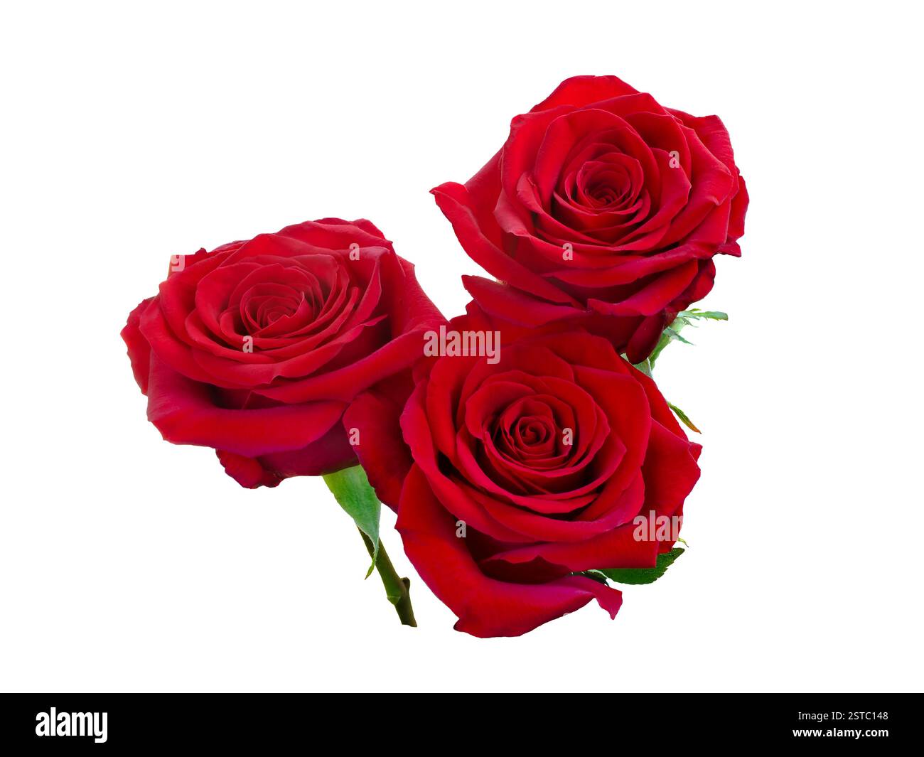Matric Red Roses Three dark red roses on white background. Detail for creating a collage ...