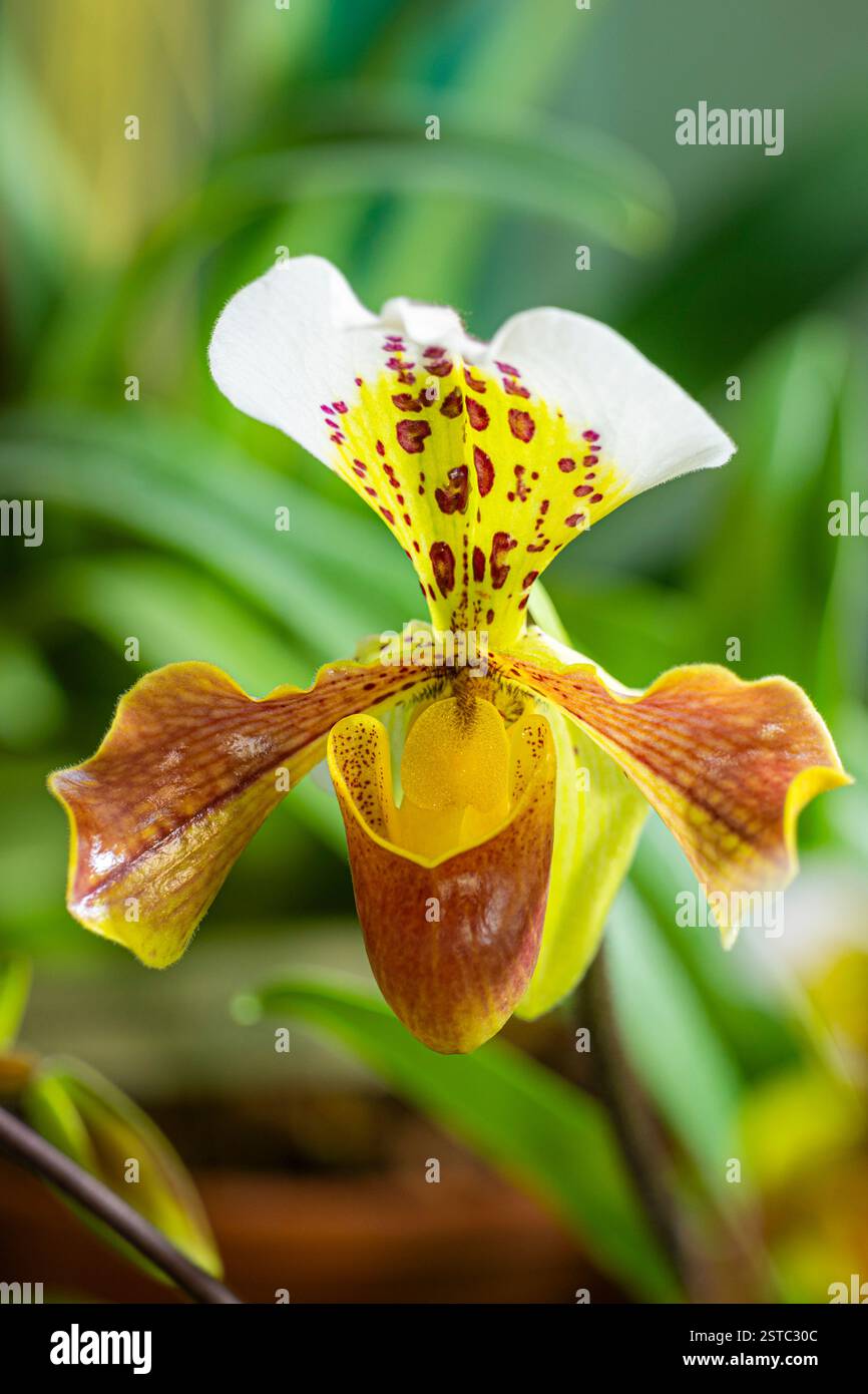 Liberec, Czech Republic. 18th Feb, 2025. Some rare orchids are blooming