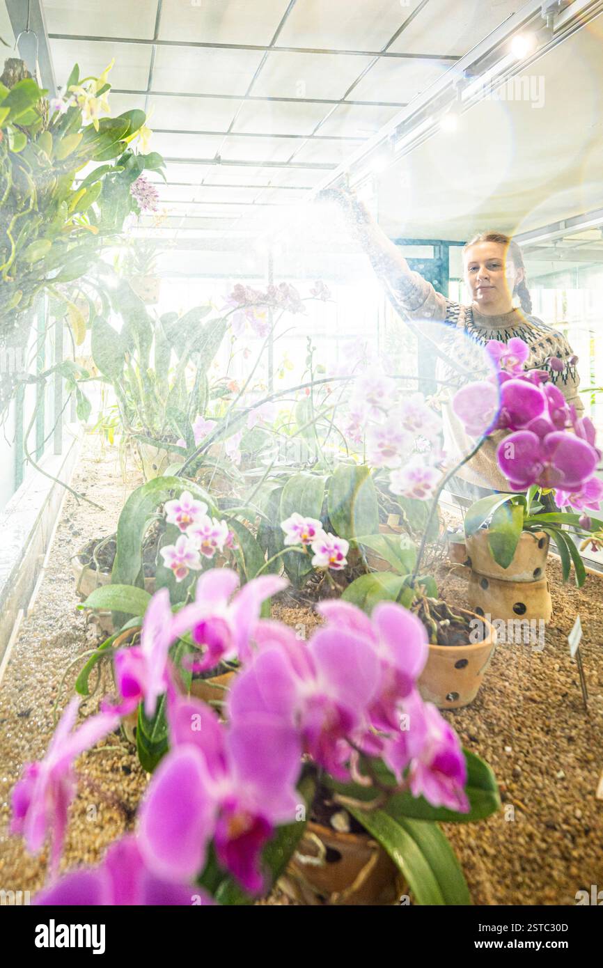 Liberec, Czech Republic. 18th Feb, 2025. Some rare orchids are blooming