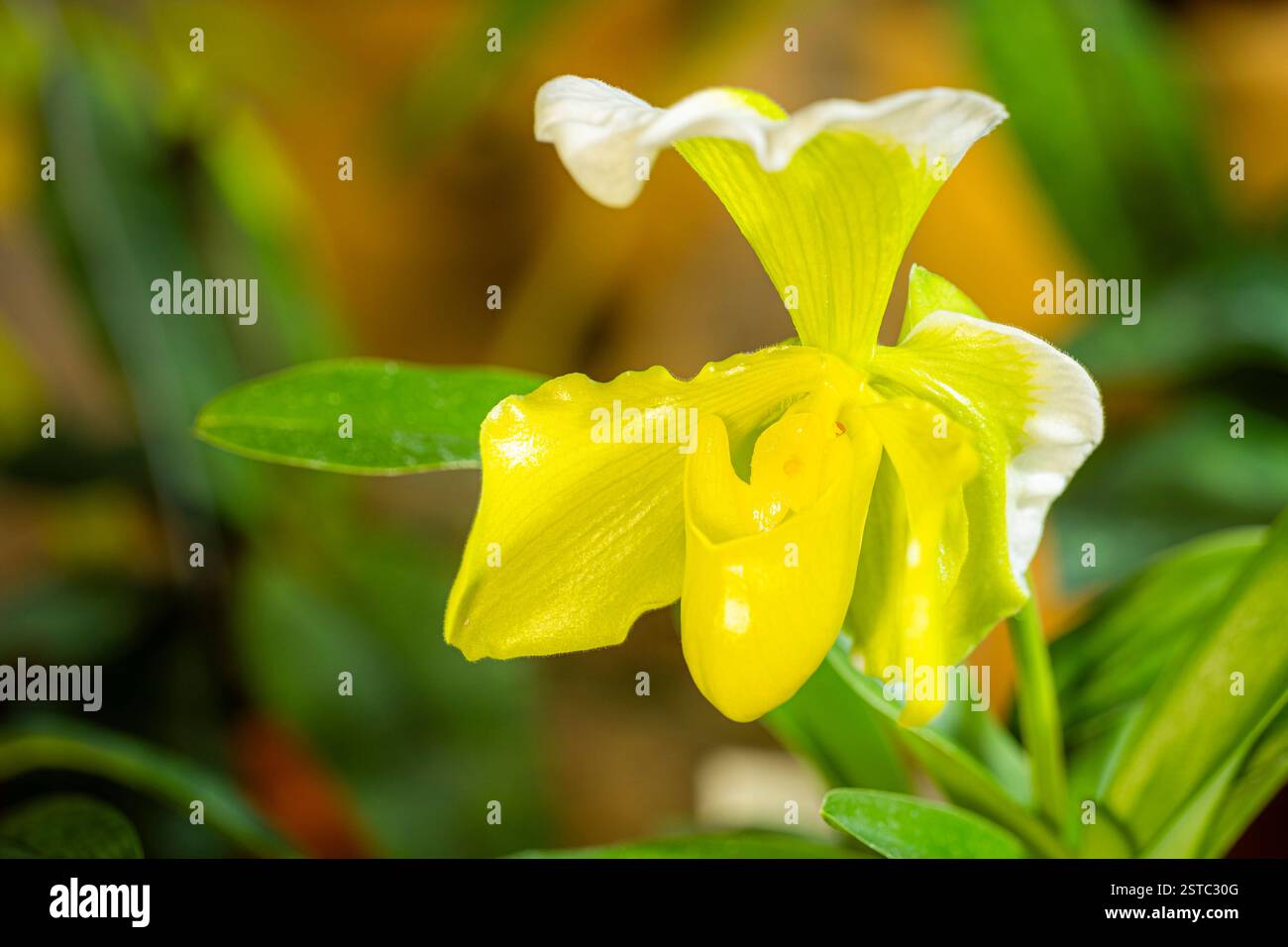 Liberec, Czech Republic. 18th Feb, 2025. Some rare orchids are blooming