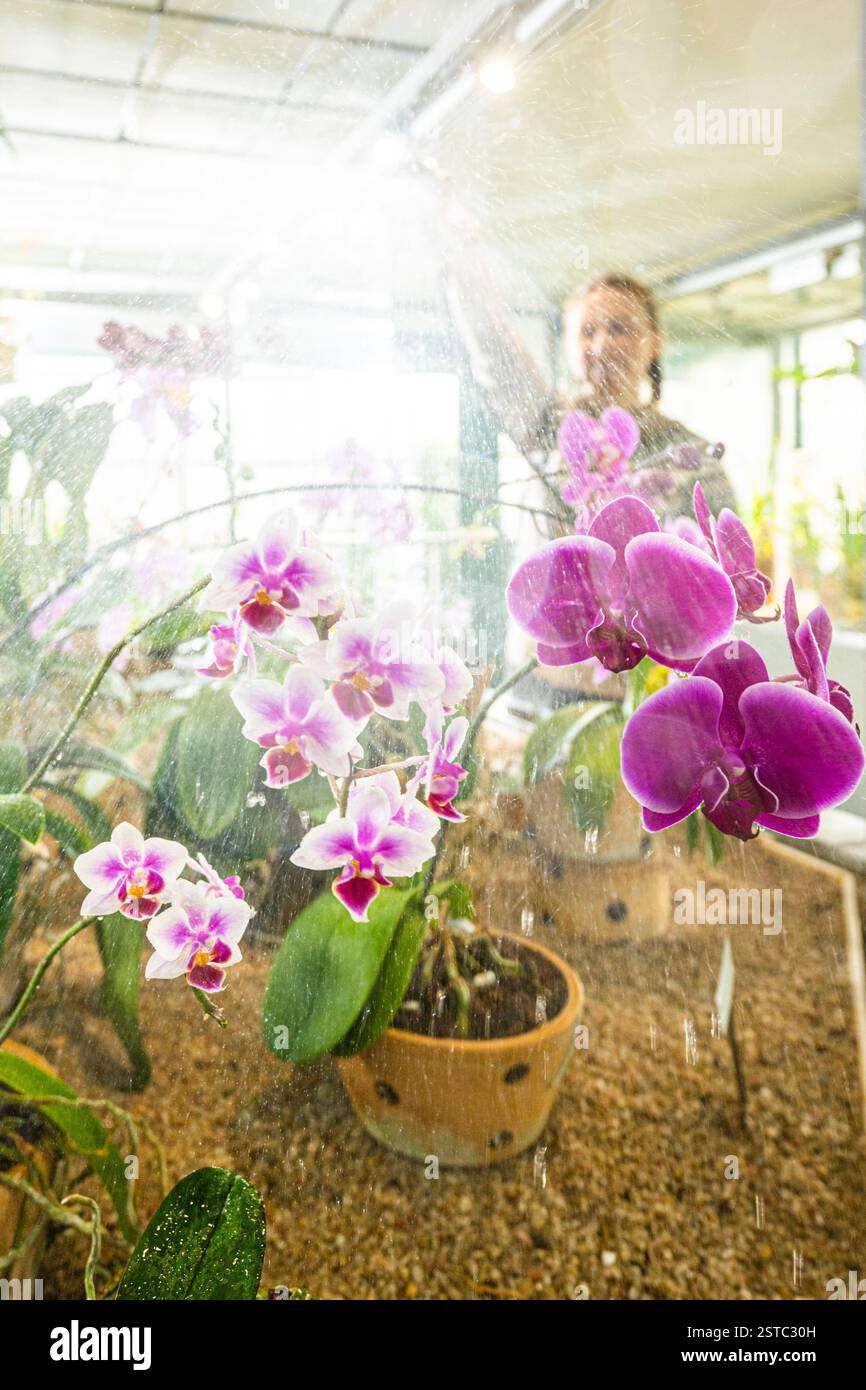 Liberec, Czech Republic. 18th Feb, 2025. Some rare orchids are blooming