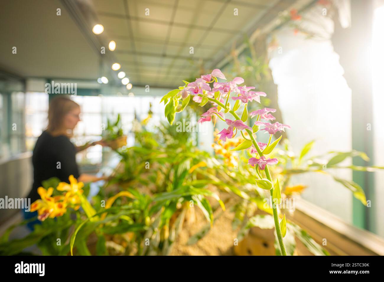 Liberec, Czech Republic. 18th Feb, 2025. Some rare orchids are blooming