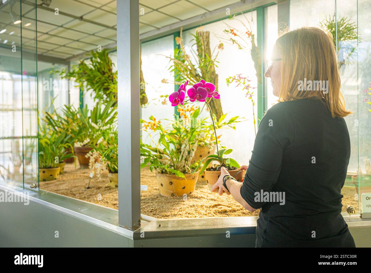 Liberec, Czech Republic. 18th Feb, 2025. Some rare orchids are blooming