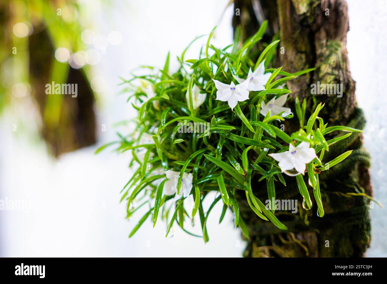 Liberec, Czech Republic. 18th Feb, 2025. Some rare orchids are blooming