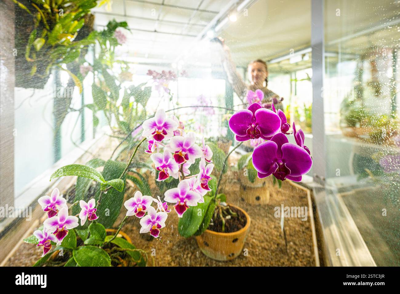 Liberec, Czech Republic. 18th Feb, 2025. Some rare orchids are blooming