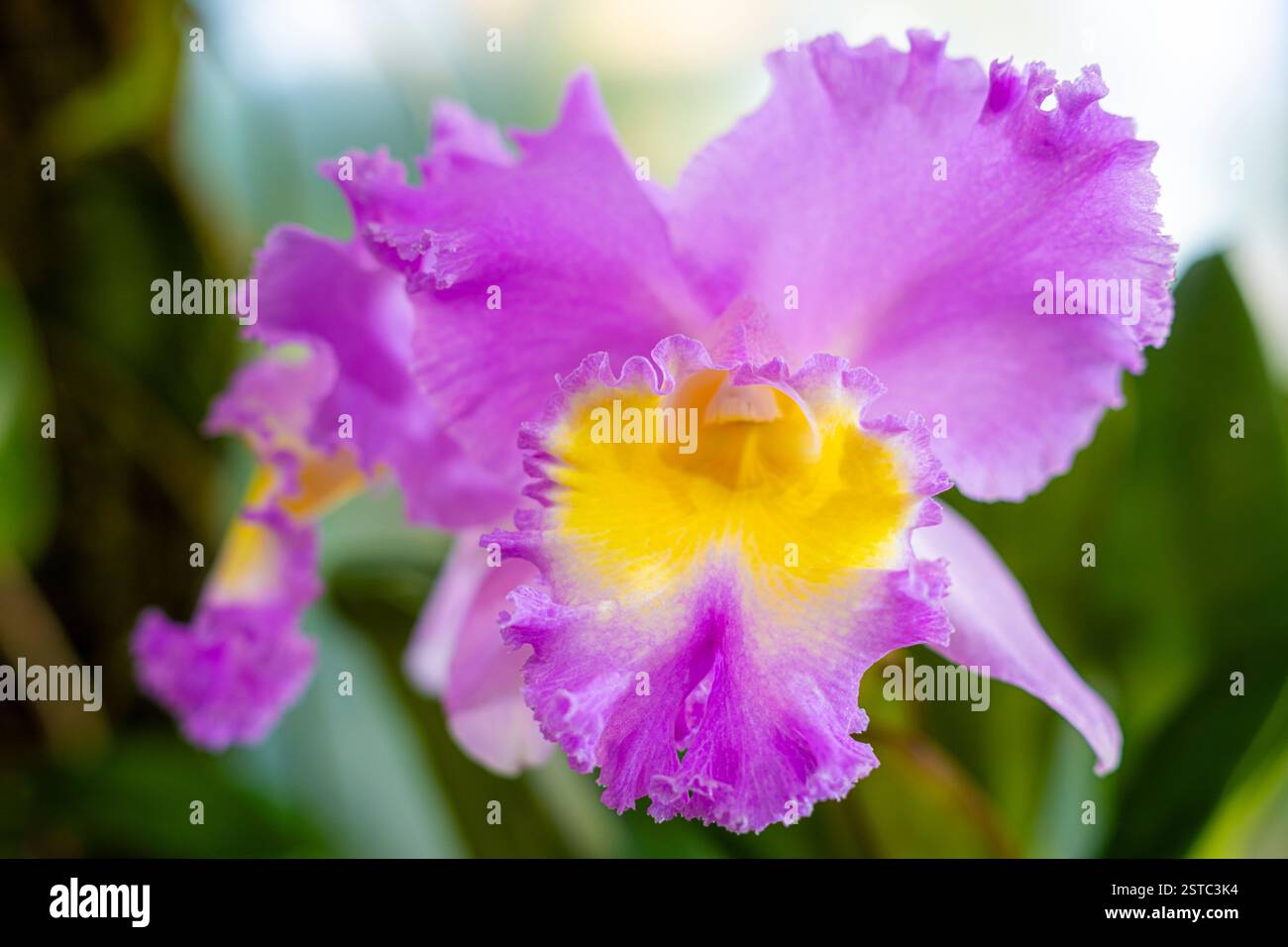 Liberec, Czech Republic. 18th Feb, 2025. Some rare orchids are blooming