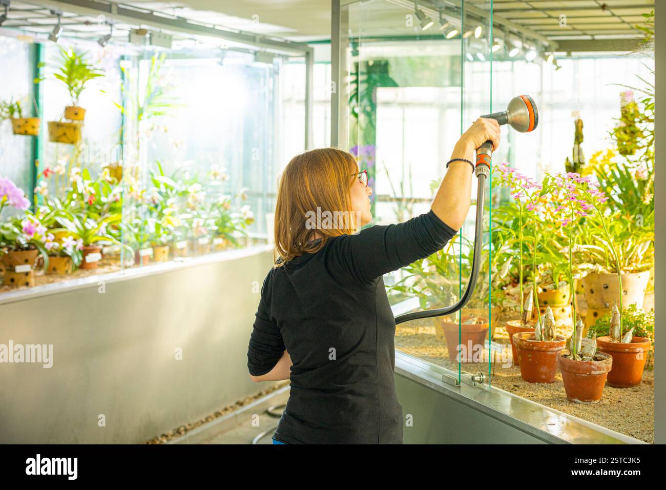 Liberec, Czech Republic. 18th Feb, 2025. Some rare orchids are blooming