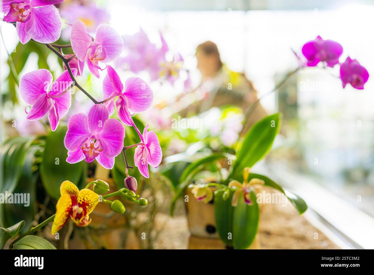 Liberec, Czech Republic. 18th Feb, 2025. Some rare orchids are blooming