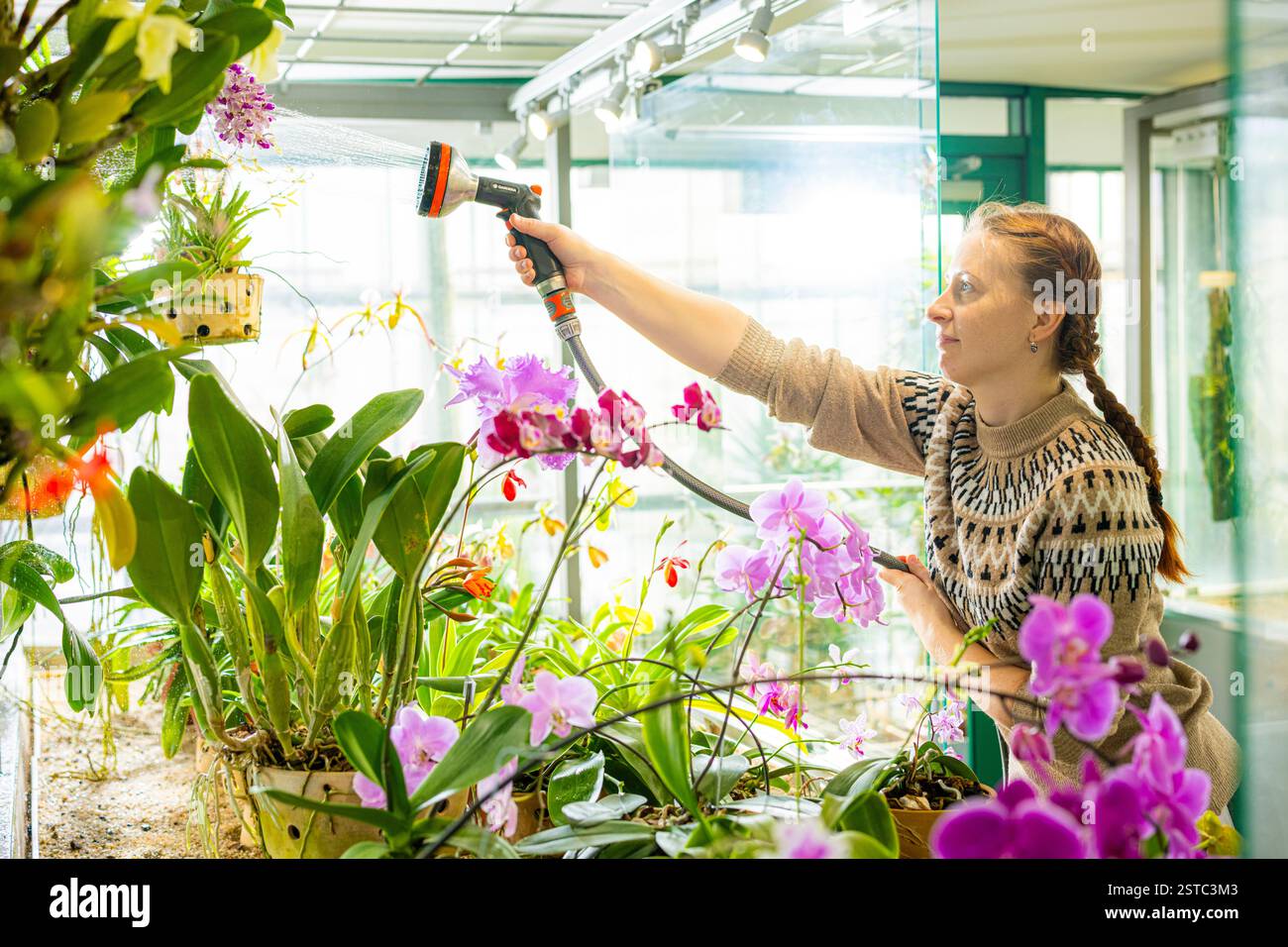 Liberec, Czech Republic. 18th Feb, 2025. Some rare orchids are blooming