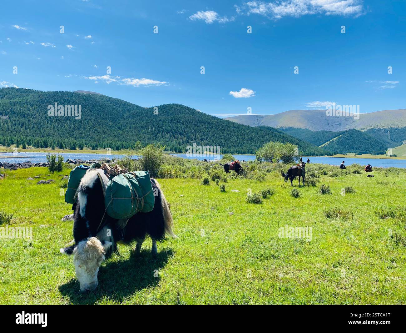 Perfect matching, yaks and horses, used as transportation. Short time break is the only time to relax and bite some grass - Smartphone Captured Stock Image