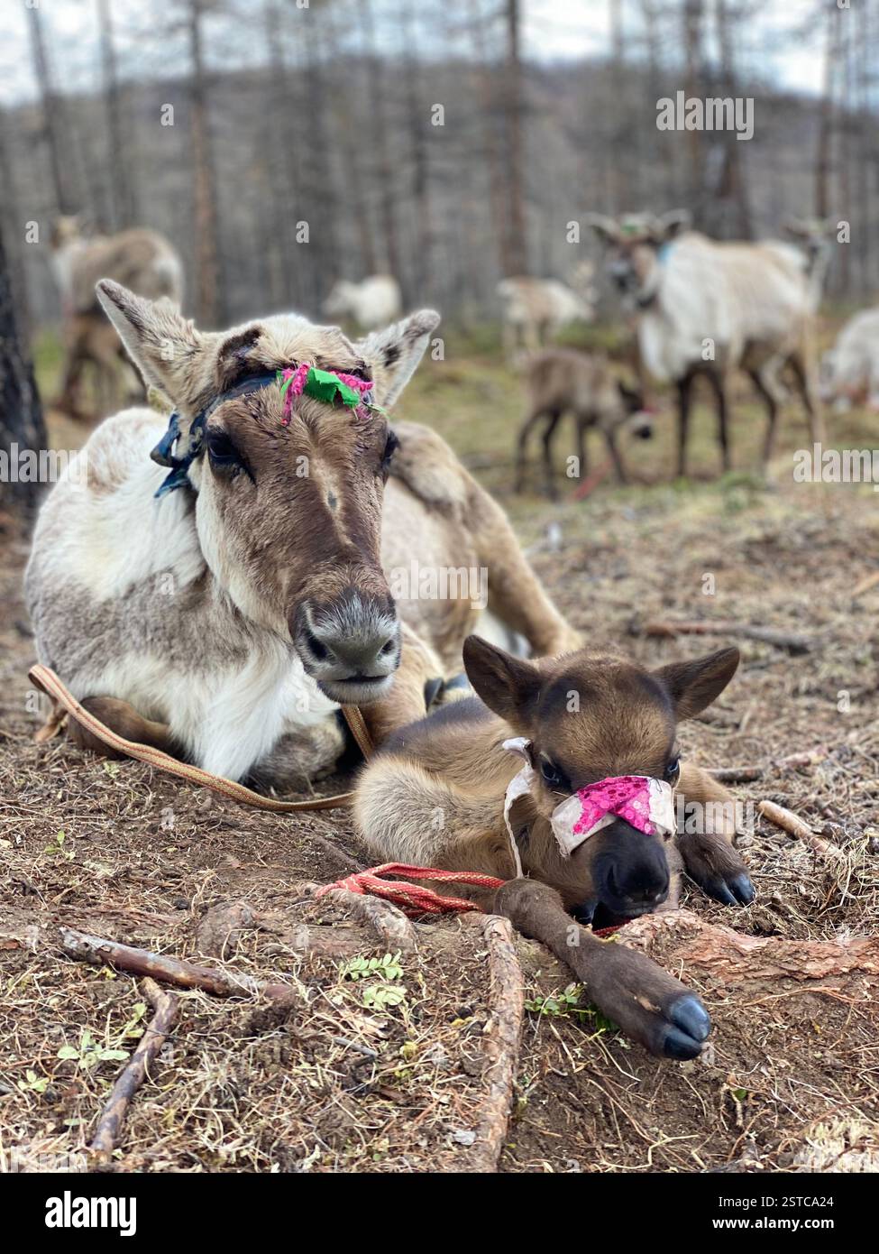 Reindeers are one of the cutest domesticated animals in Mongolia. They are not huge but so strong. What they need is possible coldest temperature - Smartphone Captured Stock Image