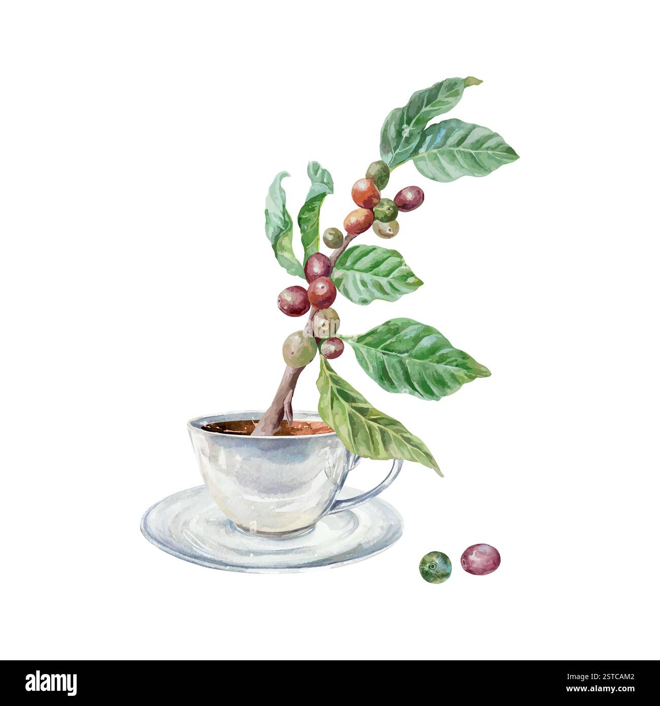 Coffee branch with berries and leaves, cup with drink, watercolor. Hand ...