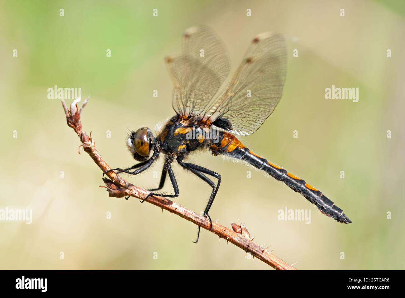 Austtorvlibelle hi-res stock photography and images - Alamy