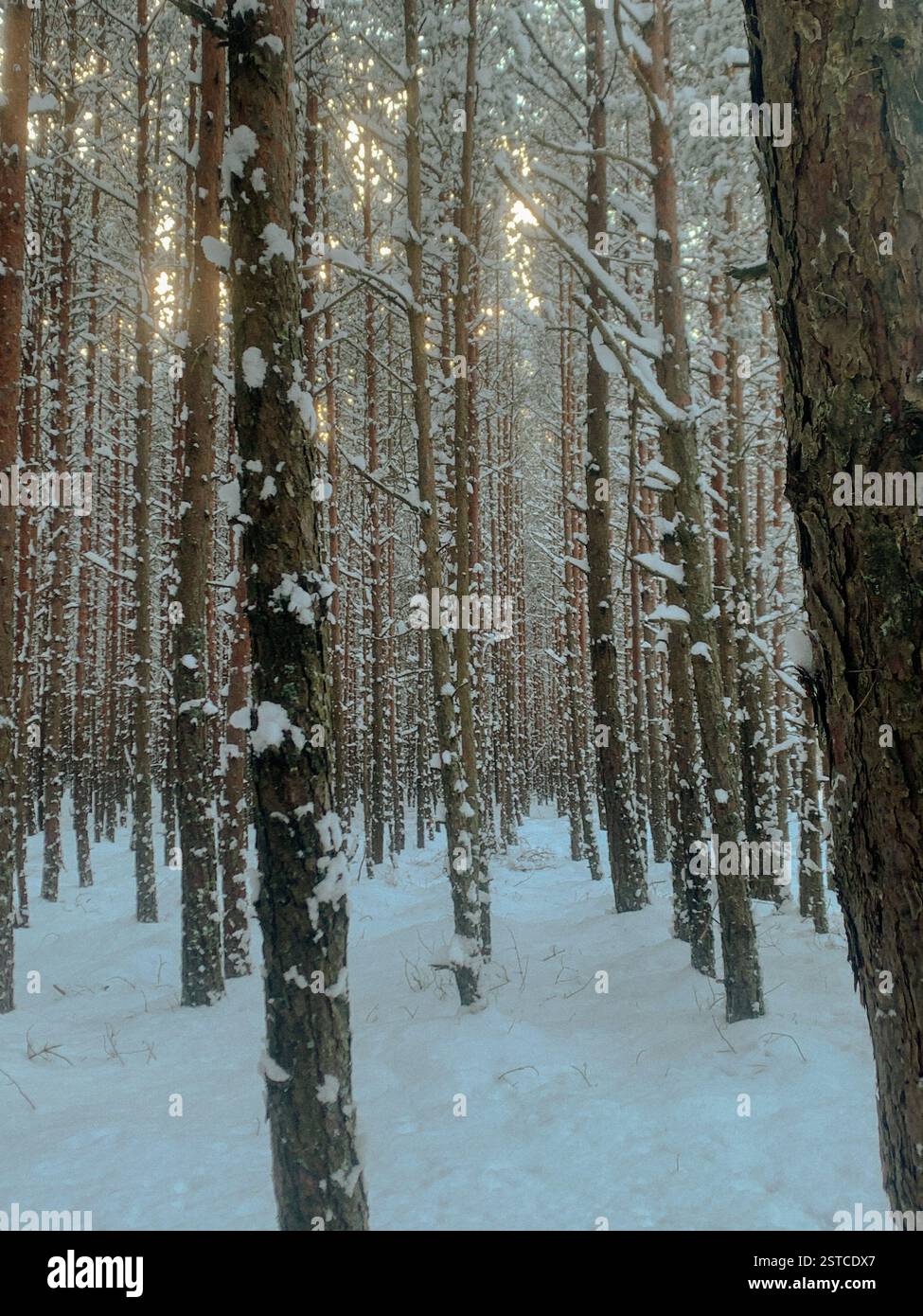 Pine tree forest during the golden hour. A snowy woodland landscape in a remote location. - Smartphone Captured Stock Image