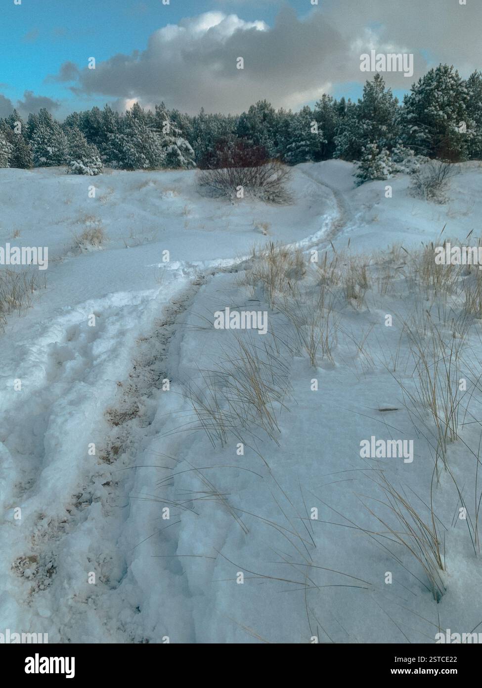 A snowy path leading to a pine forest. Winter hiking trail through snow on a sunny day. - Smartphone Captured Stock Image