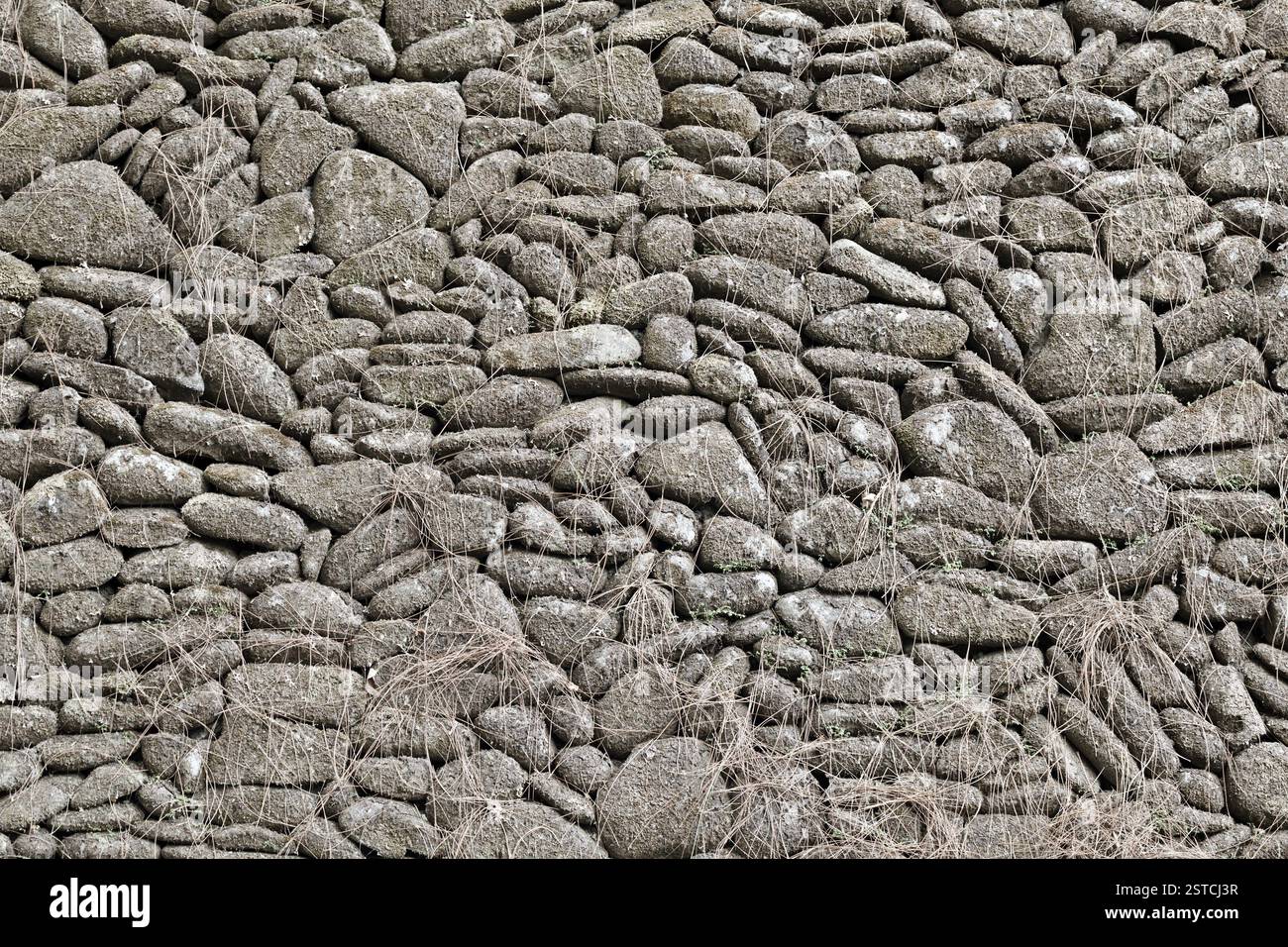 Old grey stone wall background with dead plants Stock Photo - Alamy