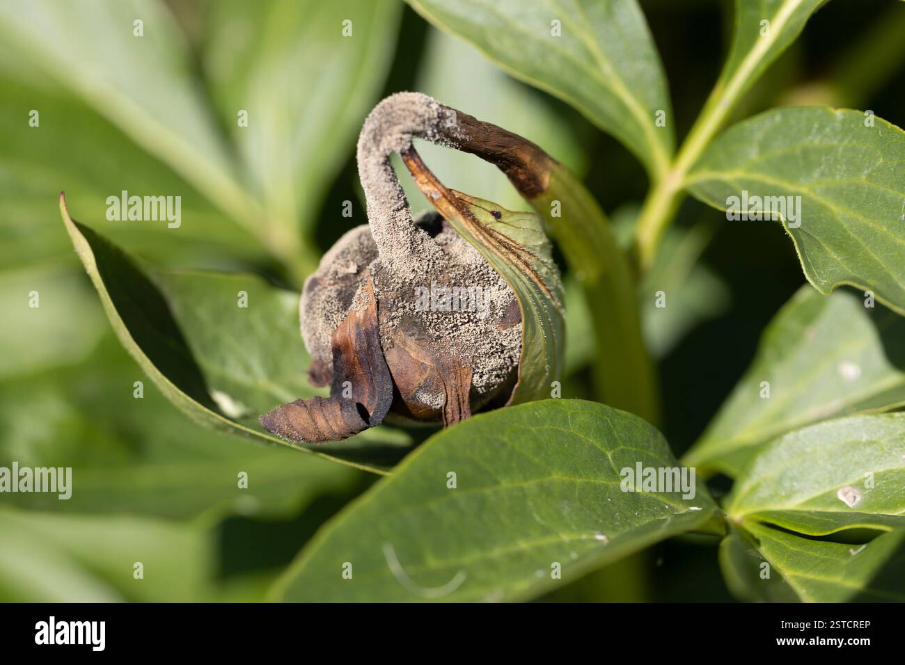The gray rot on a peony bud Stock Photo