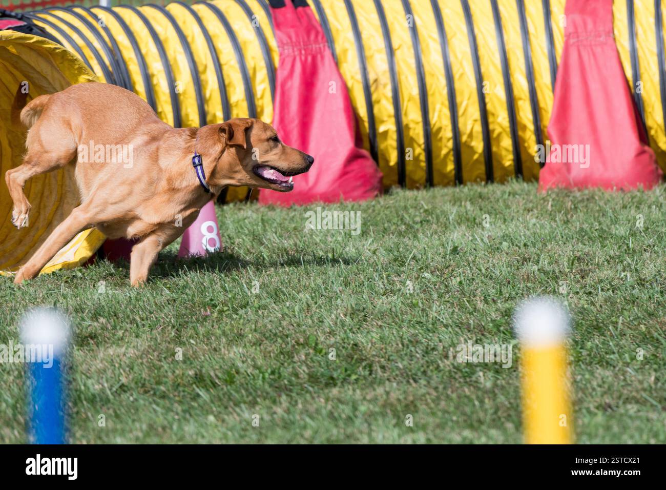 Labrador Retriever emerging from a tunnel during agility competition ...