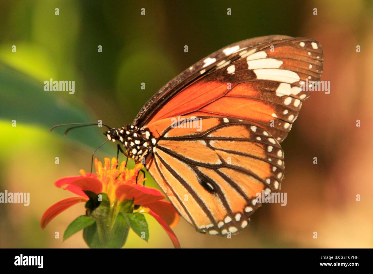 Common Tiger Butterfly