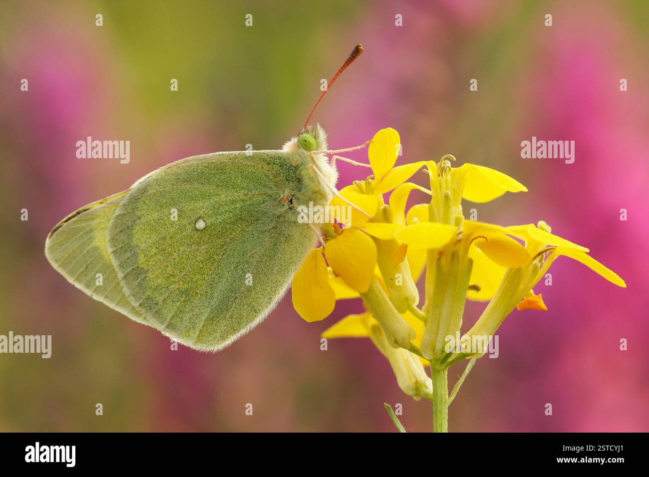 Queen alexandra's butterfly hi-res stock photography and images - Alamy