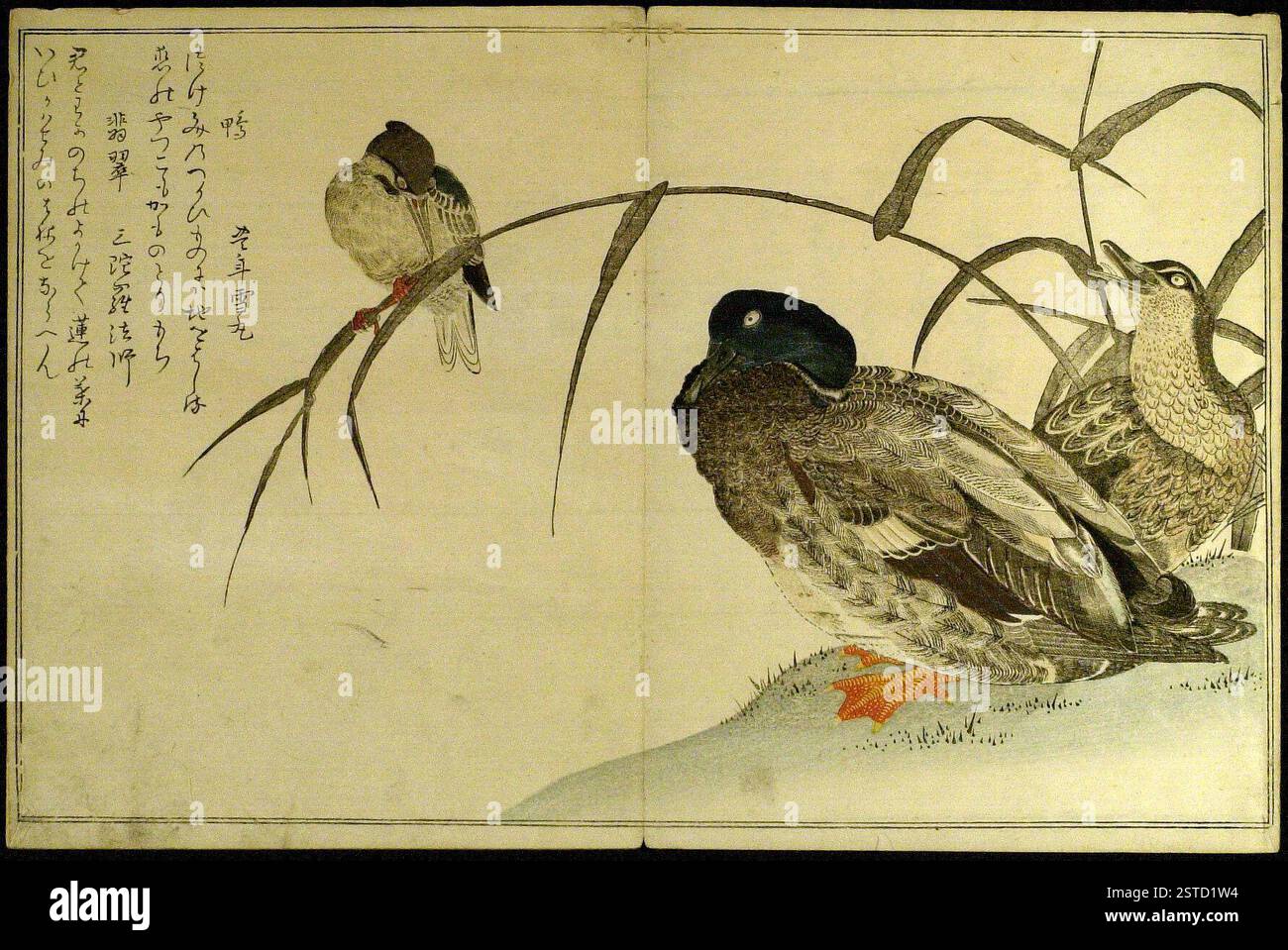 Chidori birds hi-res stock photography and images - Alamy
