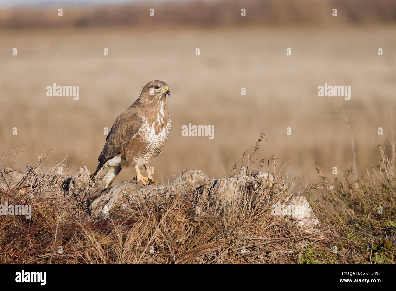 Common Buzzard in Spain in the winter Stock Photo
