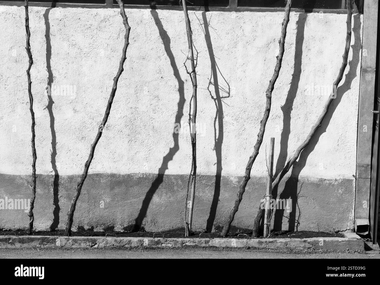 Vineyard Embrace, the wall . Stock Photo