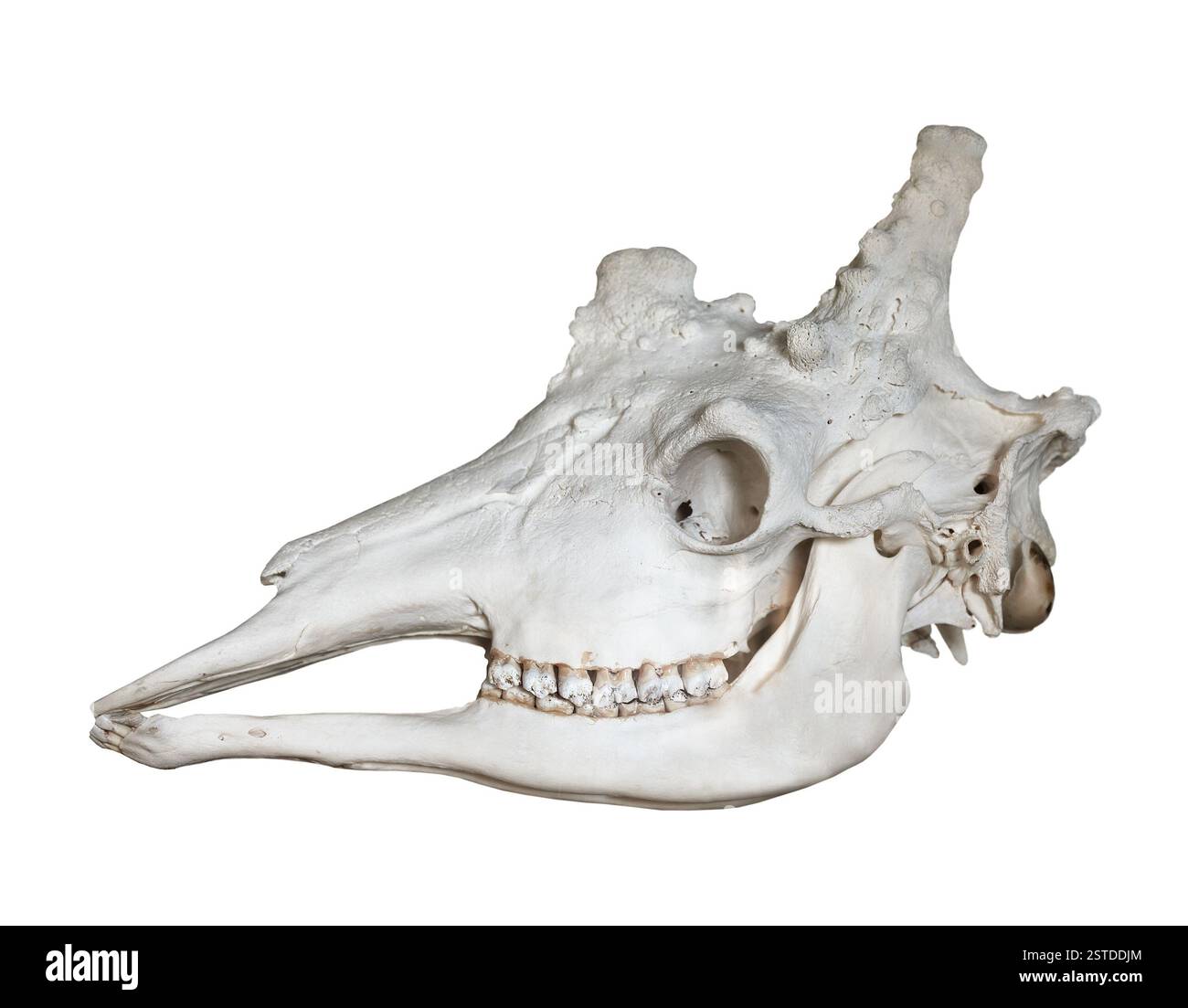 Animal skull giraffe skull hi-res stock photography and Animal skull giraffe skull hi-res stock photography and