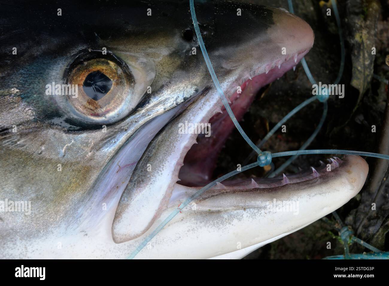 Fish Entangled Atlantic Salmon (Salmo salar) close-up of the head of a dead fish ...